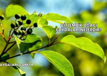 Çitlembik Ağacı Faydaları Nelerdir?