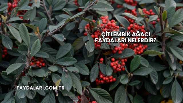 Çitlembik Ağacı Faydaları Nelerdir?