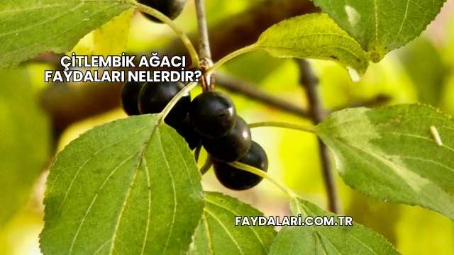 Çitlembik Ağacı Faydaları Nelerdir?