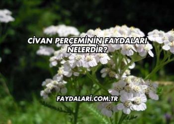 Civan Perçeminin Faydaları Nelerdir?