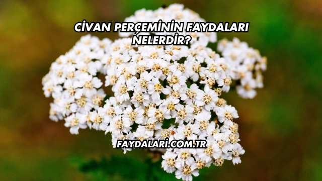 Civan Perçeminin Faydaları Nelerdir?