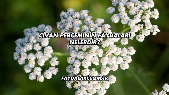 Civan Perçeminin Faydaları Nelerdir?