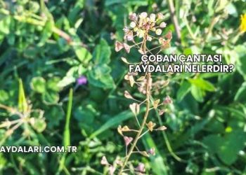 Çoban Çantası Faydaları Nelerdir?