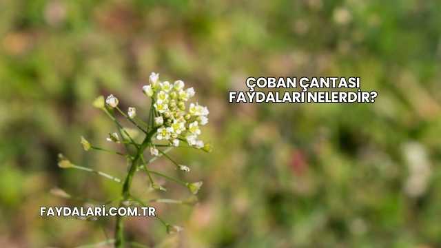 Çoban Çantası Faydaları Nelerdir?