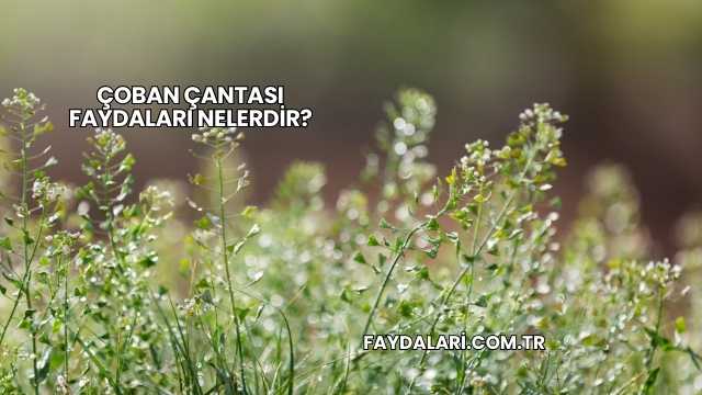 Çoban Çantası Faydaları Nelerdir?