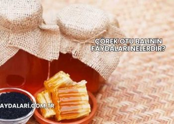 Çörek Otu Balının Faydaları Nelerdir?