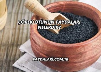 Çörek Otunun Faydaları Nelerdir?