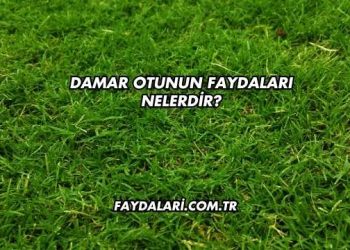 Damar Otunun Faydaları Nelerdir?