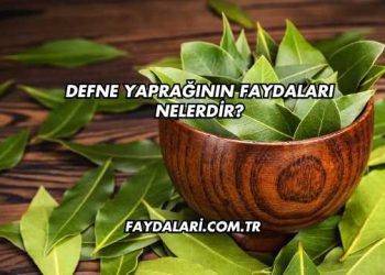 Defne Yaprağının Faydaları Nelerdir?