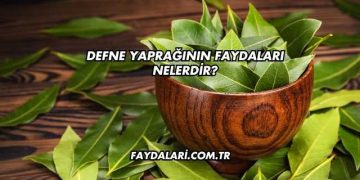 Defne Yaprağının Faydaları Nelerdir?