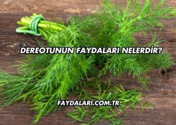 Dereotunun Faydaları Nelerdir?
