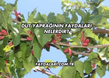 Dut Yaprağının Faydaları Nelerdir?