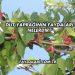 Dut Yaprağının Faydaları Nelerdir?