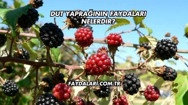 Dut Yaprağının Faydaları Nelerdir?