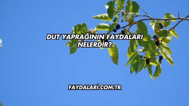 Dut Yaprağının Faydaları Nelerdir?