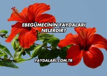 Ebegümecinin Faydaları Nelerdir?