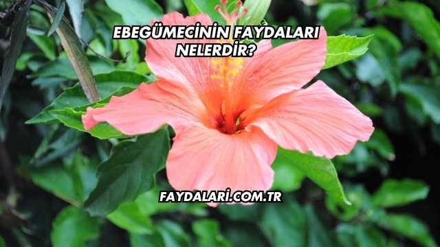 Ebegümecinin Faydaları Nelerdir?