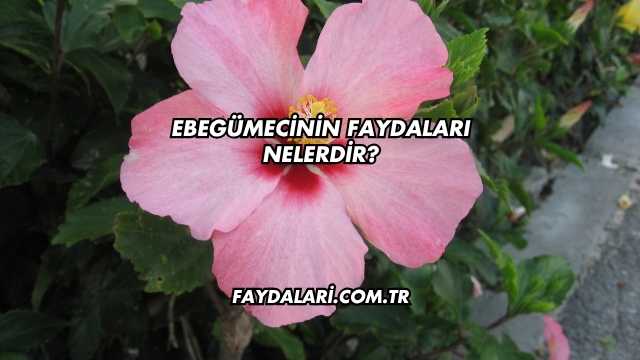 Ebegümecinin Faydaları Nelerdir?
