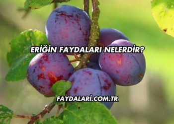 Eriğin Faydaları Nelerdir?