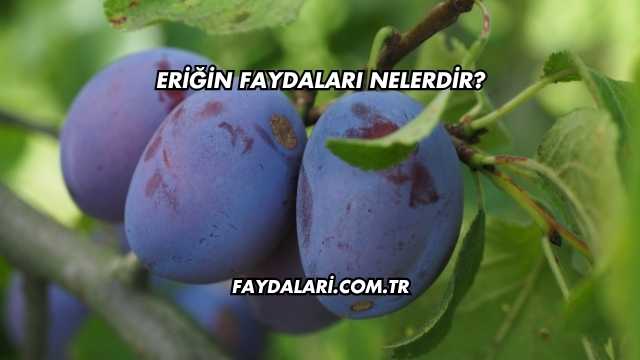 Eriğin Faydaları Nelerdir?