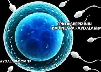 Erkek Sperminin Kadınlara Faydaları