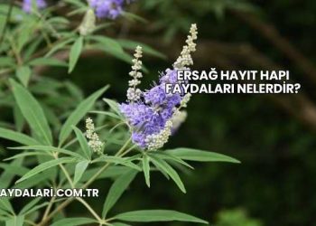 Ersağ Hayıt Hapı Faydaları Nelerdir?