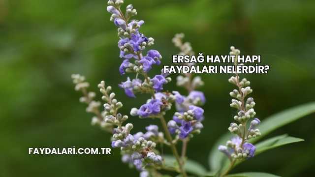 Ersağ Hayıt Hapı Faydaları Nelerdir?