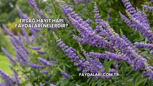 Ersağ Hayıt Hapı Faydaları Nelerdir?