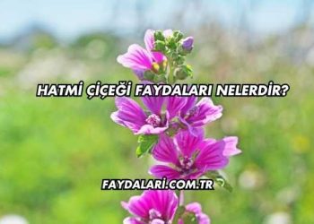 Hatmi Çiçeği Faydaları Nelerdir?