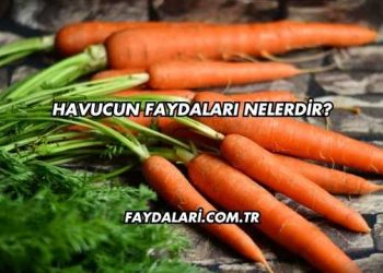 Havucun Faydaları Nelerdir?