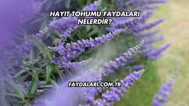 Hayıt Tohumu Faydaları Nelerdir?