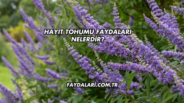 Hayıt Tohumu Faydaları Nelerdir?