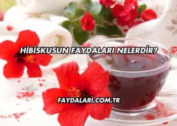 Hibiskusun Faydaları Nelerdir?