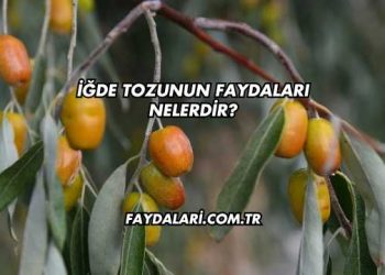 İğde Tozunun Faydaları Nelerdir?