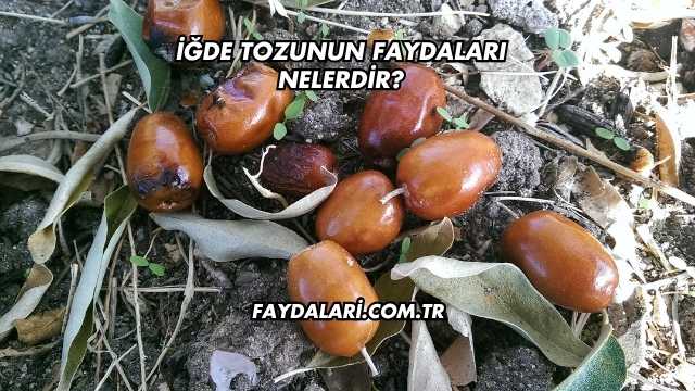İğde Tozunun Faydaları Nelerdir?