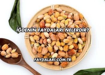 İğdenin Faydaları Nelerdir?