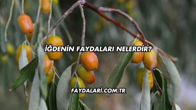 İğdenin Faydaları Nelerdir?