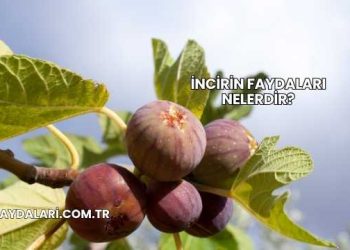 İncirin Faydaları Nelerdir?