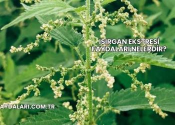 Isırgan Ekstresi Faydaları Nelerdir?