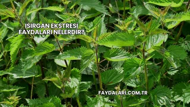 Isırgan Ekstresi Faydaları Nelerdir?