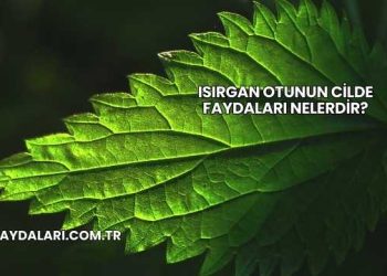 Isırgan Otunun Cilde Faydaları Nelerdir?