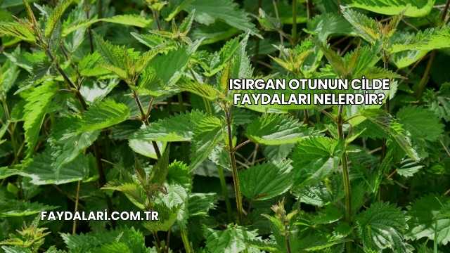 Isırgan Otunun Cilde Faydaları Nelerdir?