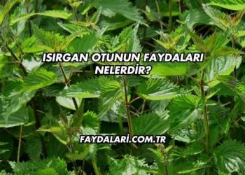 Isırgan Otunun Faydaları Nelerdir?