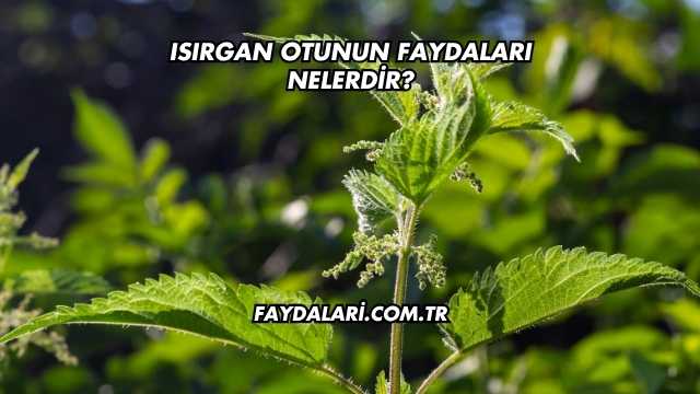 Isırgan Otunun Faydaları Nelerdir?