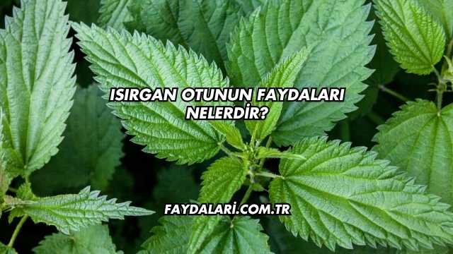 Isırgan Otunun Faydaları Nelerdir?