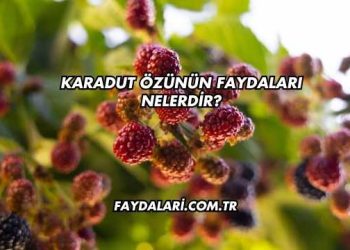 Karadut Özünün Faydaları Nelerdir?