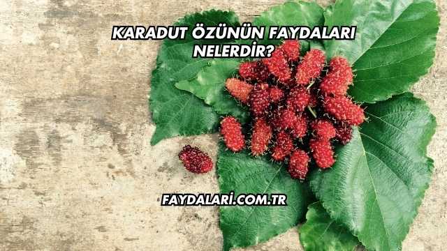 Karadut Özünün Faydaları Nelerdir?