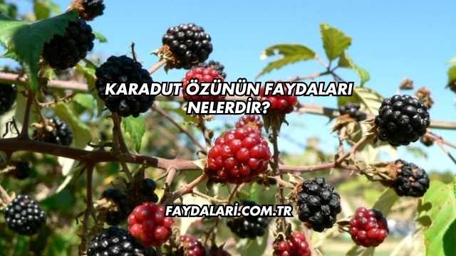 Karadut Özünün Faydaları Nelerdir?