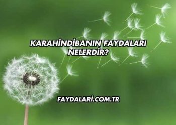 Karahindibanın Faydaları Nelerdir?