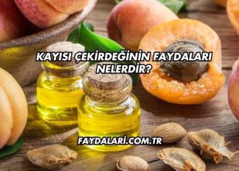 Kayısı Çekirdeğinin Faydaları Nelerdir?